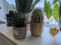 5x plant in pot - afbeelding 3 van  4