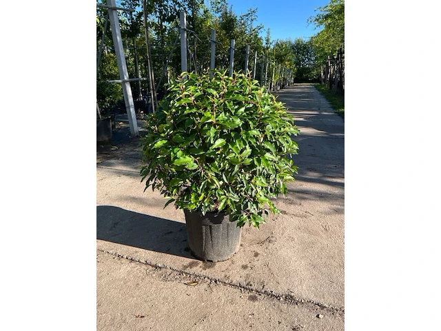 5x portugese laurier, prunus 'angustifolia', bolvorm, wintergroen, ca. 40 cm hoog - afbeelding 1 van  2