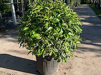 5x portugese laurier, prunus 'angustifolia', bolvorm, wintergroen, ca. 40 cm hoog