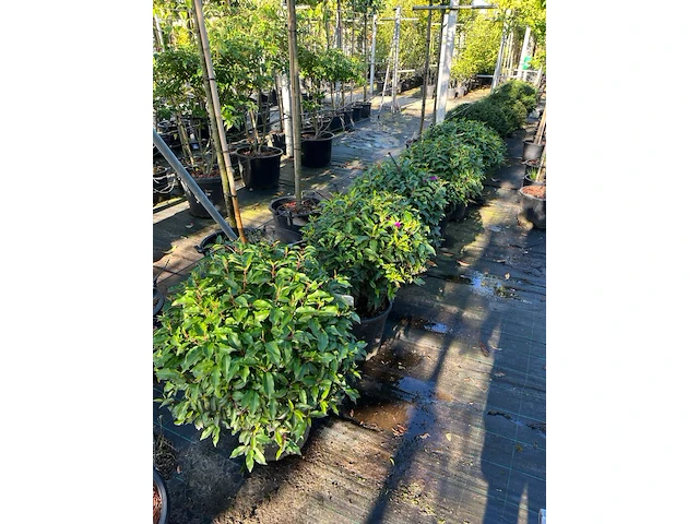 5x portugese laurier, prunus 'angustifolia', bolvorm, wintergroen, ca. 40 cm hoog - afbeelding 2 van  2