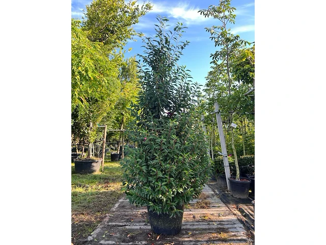 5x portugese laurier, prunus 'angustifolia', haagplant, wintergroen, ca. 200-250 cm hoog - afbeelding 1 van  3
