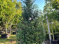 5x portugese laurier, prunus 'angustifolia', haagplant, wintergroen, ca. 200-250 cm hoog