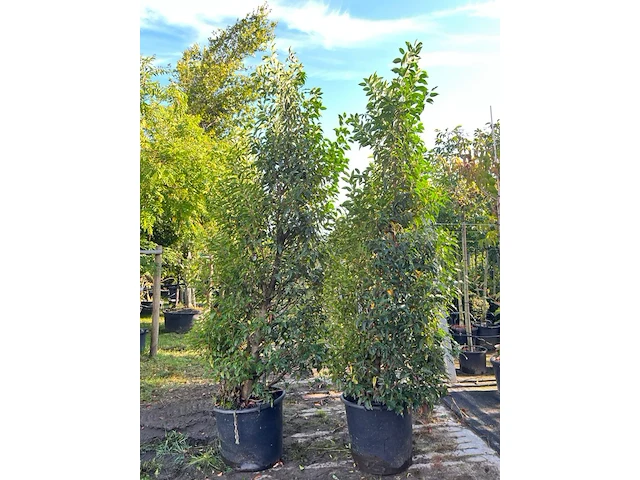 5x portugese laurier, prunus 'angustifolia', haagplant, wintergroen, ca. 200-250 cm hoog - afbeelding 2 van  3