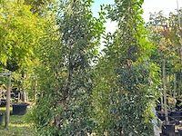 5x portugese laurier, prunus 'angustifolia', haagplant, wintergroen, ca. 200-250 cm hoog - afbeelding 2 van  3