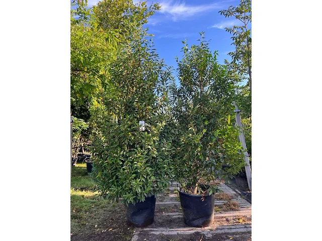 5x portugese laurier, prunus 'angustifolia', haagplant, wintergroen, ca. 200-250 cm hoog - afbeelding 3 van  3