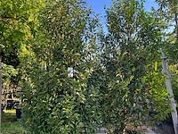 5x portugese laurier, prunus 'angustifolia', haagplant, wintergroen, ca. 200-250 cm hoog - afbeelding 3 van  3