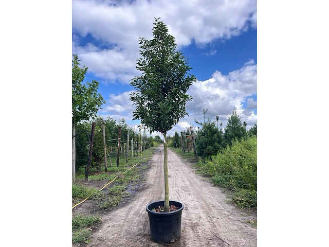 5x portugese laurier, prunus 'angustifolia', leigeschikt, wintergroen, ca. 3-4 m hoog - afbeelding 1 van  5