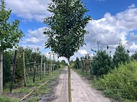 5x portugese laurier, prunus 'angustifolia', leigeschikt, wintergroen, ca. 3-4 m hoog