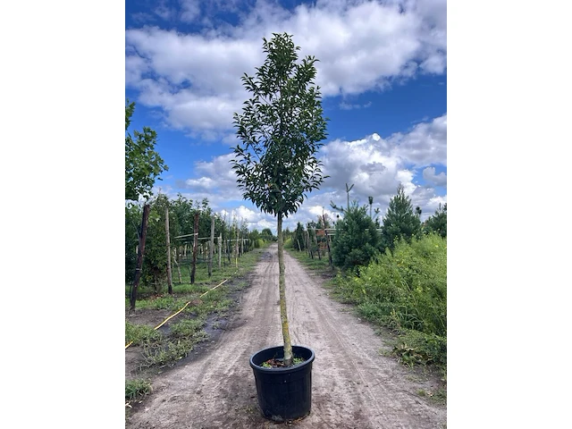 5x portugese laurier, prunus 'angustifolia', leigeschikt, wintergroen, ca. 3-4 m hoog - afbeelding 2 van  5