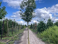 5x portugese laurier, prunus 'angustifolia', leigeschikt, wintergroen, ca. 3-4 m hoog - afbeelding 2 van  5
