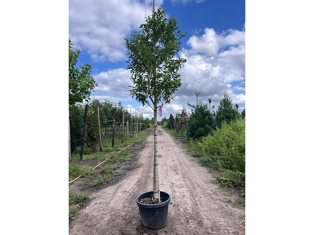 5x portugese laurier, prunus 'angustifolia', leigeschikt, wintergroen, ca. 3-4 m hoog - afbeelding 3 van  5