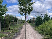 5x portugese laurier, prunus 'angustifolia', leigeschikt, wintergroen, ca. 3-4 m hoog - afbeelding 3 van  5