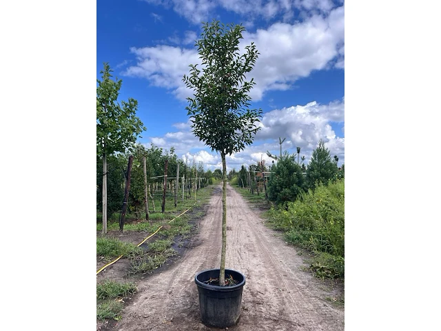 5x portugese laurier, prunus 'angustifolia', leigeschikt, wintergroen, ca. 3-4 m hoog - afbeelding 4 van  5