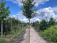 5x portugese laurier, prunus 'angustifolia', leigeschikt, wintergroen, ca. 3-4 m hoog - afbeelding 4 van  5
