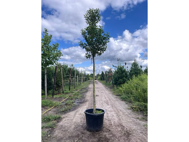 5x portugese laurier, prunus 'angustifolia', leigeschikt, wintergroen, ca. 3-4 m hoog - afbeelding 5 van  5