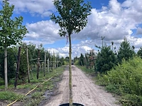 5x portugese laurier, prunus 'angustifolia', leigeschikt, wintergroen, ca. 3-4 m hoog - afbeelding 5 van  5
