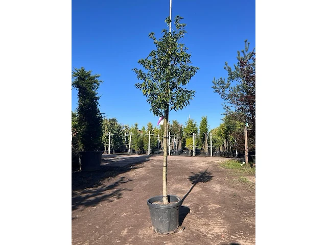 5x portugese laurier, prunus 'angustifolia', leigeschikt, wintergroen, ca. 3 m hoog - afbeelding 1 van  5