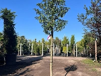 5x portugese laurier, prunus 'angustifolia', leigeschikt, wintergroen, ca. 3 m hoog