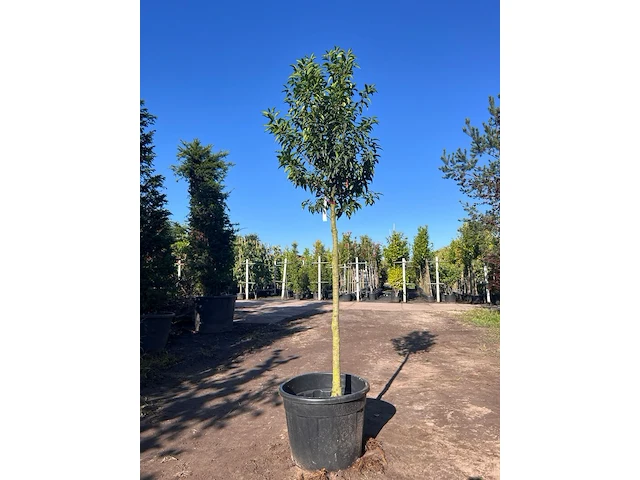 5x portugese laurier, prunus 'angustifolia', leigeschikt, wintergroen, ca. 3 m hoog - afbeelding 2 van  5