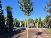 5x portugese laurier, prunus 'angustifolia', leigeschikt, wintergroen, ca. 3 m hoog - afbeelding 2 van  5