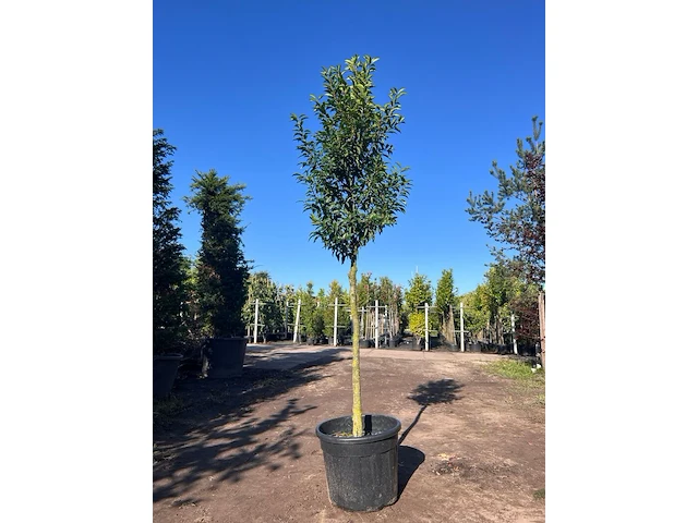 5x portugese laurier, prunus 'angustifolia', leigeschikt, wintergroen, ca. 3 m hoog - afbeelding 3 van  5