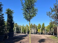 5x portugese laurier, prunus 'angustifolia', leigeschikt, wintergroen, ca. 3 m hoog - afbeelding 3 van  5