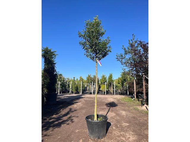 5x portugese laurier, prunus 'angustifolia', leigeschikt, wintergroen, ca. 3 m hoog - afbeelding 4 van  5