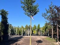 5x portugese laurier, prunus 'angustifolia', leigeschikt, wintergroen, ca. 3 m hoog - afbeelding 4 van  5