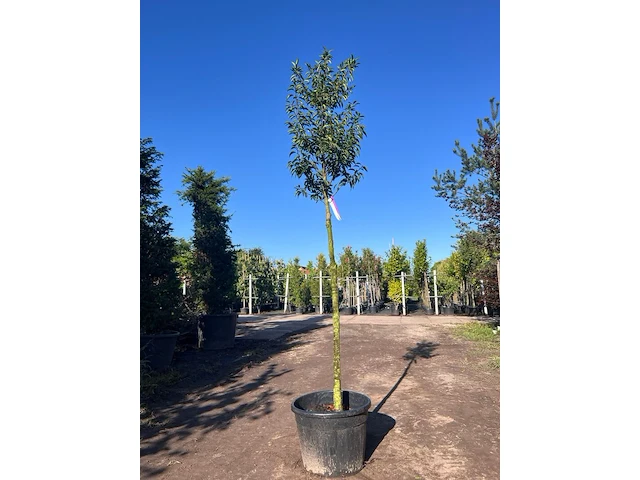 5x portugese laurier, prunus 'angustifolia', leigeschikt, wintergroen, ca. 3 m hoog - afbeelding 5 van  5