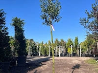 5x portugese laurier, prunus 'angustifolia', leigeschikt, wintergroen, ca. 3 m hoog - afbeelding 5 van  5