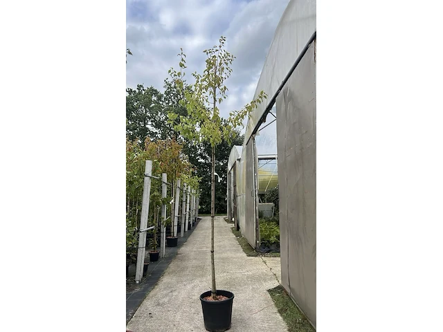 5x pruimenboom, prunus 'hauszwetsche', fruitgaardboom, vruchtdragend, ca. 3 m hoog - afbeelding 1 van  3