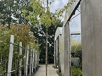 5x pruimenboom, prunus 'hauszwetsche', fruitgaardboom, vruchtdragend, ca. 3 m hoog