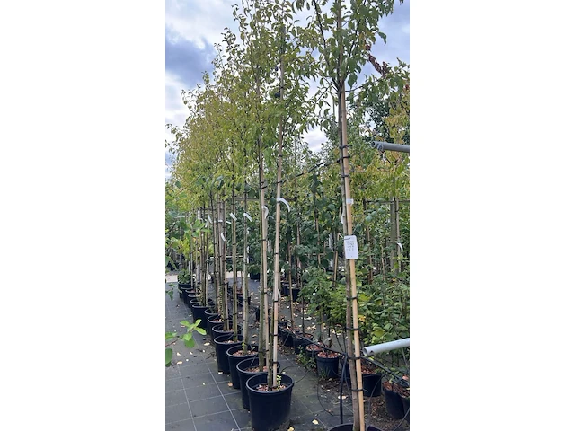 5x pruimenboom, prunus 'hauszwetsche', fruitgaardboom, vruchtdragend, ca. 3 m hoog - afbeelding 2 van  3