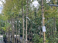 5x pruimenboom, prunus 'hauszwetsche', fruitgaardboom, vruchtdragend, ca. 3 m hoog - afbeelding 2 van  3