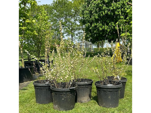 5x prunus glandulosa 'alba plena' (witte amandel) - afbeelding 1 van  2