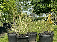 5x prunus glandulosa 'alba plena' (witte amandel) - afbeelding 1 van  2