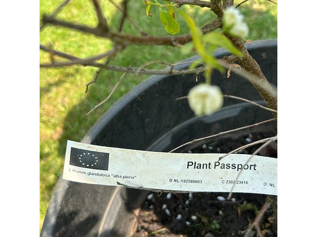5x prunus glandulosa 'alba plena' (witte amandel) - afbeelding 2 van  2