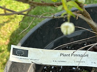 5x prunus glandulosa 'alba plena' (witte amandel) - afbeelding 2 van  2