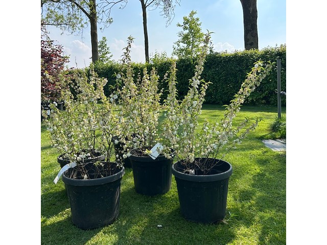 5x prunus glandulosa 'alba plena' (witte amandel) - afbeelding 1 van  2