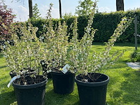 5x prunus glandulosa 'alba plena' (witte amandel) - afbeelding 1 van  2