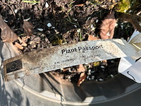 5x prunus glandulosa 'alba plena' (witte amandel) - afbeelding 2 van  2