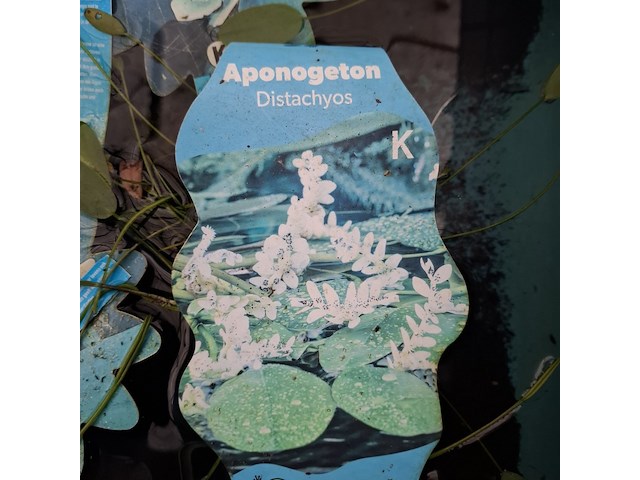 5x quarantainebak - afbeelding 2 van  17