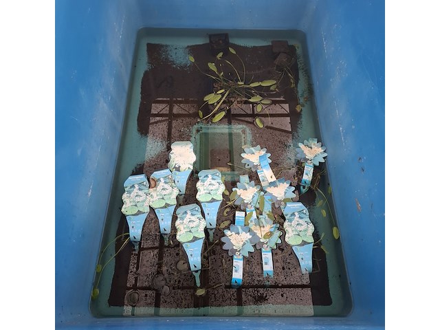 5x quarantainebak - afbeelding 17 van  17