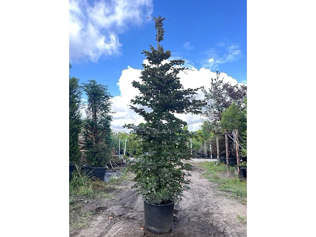 5x rode beuk, fagus 'atropunicea', zuilvorm, roodbladig, ca. 4-5 m hoog - afbeelding 1 van  6