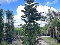 5x rode beuk, fagus 'atropunicea', zuilvorm, roodbladig, ca. 4-5 m hoog