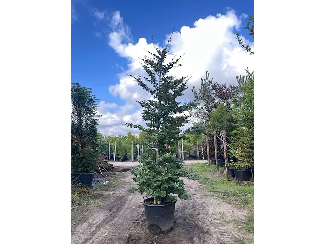 5x rode beuk, fagus 'atropunicea', zuilvorm, roodbladig, ca. 4-5 m hoog - afbeelding 2 van  6