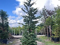 5x rode beuk, fagus 'atropunicea', zuilvorm, roodbladig, ca. 4-5 m hoog - afbeelding 2 van  6