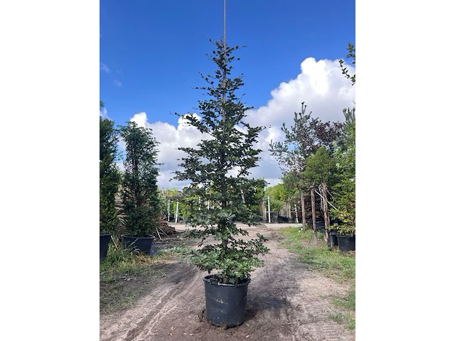 5x rode beuk, fagus 'atropunicea', zuilvorm, roodbladig, ca. 4-5 m hoog - afbeelding 3 van  6