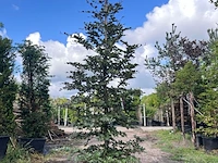 5x rode beuk, fagus 'atropunicea', zuilvorm, roodbladig, ca. 4-5 m hoog - afbeelding 3 van  6