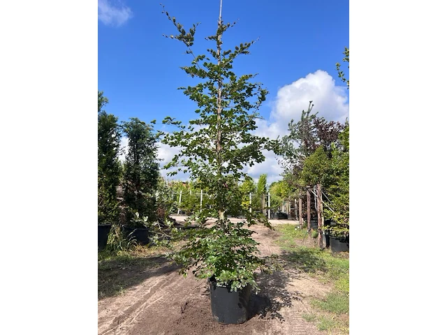 5x rode beuk, fagus 'atropunicea', zuilvorm, roodbladig, ca. 4-5 m hoog - afbeelding 4 van  6